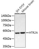 HTR2A Antibody in Western Blot (WB)