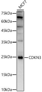 CDKN3 Antibody in Western Blot (WB)