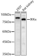 IKK alpha Antibody in Western Blot (WB)