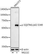 Phospho-SQSTM1 (Ser349) Antibody in Western Blot (WB)