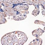 IGF2 Antibody in Immunohistochemistry (Paraffin) (IHC (P))