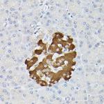 Insulin Antibody in Immunohistochemistry (Paraffin) (IHC (P))