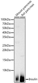 Insulin Antibody in Western Blot (WB)