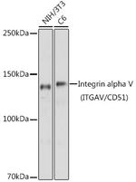 Integrin alpha V (CD51) Antibody in Western Blot (WB)