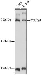 POLR2A Antibody in Western Blot (WB)