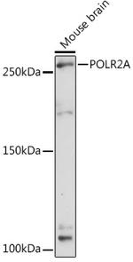 POLR2A Antibody in Western Blot (WB)