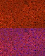 CYP2E1 Antibody in Immunocytochemistry (ICC/IF)