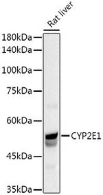 CYP2E1 Antibody in Western Blot (WB)