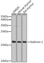 Stathmin 1 Antibody in Western Blot (WB)