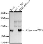 HP1 gamma Antibody in Immunoprecipitation (IP)