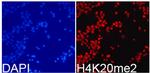 H4K20me2 Antibody in Immunocytochemistry (ICC/IF)