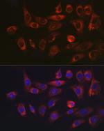 SERPINH1 Antibody in Immunocytochemistry (ICC/IF)