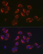 SERPINH1 Antibody in Immunocytochemistry (ICC/IF)