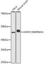 SERPINH1 Antibody in Western Blot (WB)