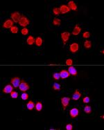 CYP3A4 Antibody in Immunocytochemistry (ICC/IF)