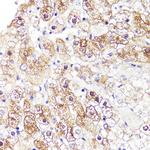 CYP3A4 Antibody in Immunohistochemistry (Paraffin) (IHC (P))