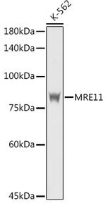 MRE11 Antibody in Western Blot (WB)