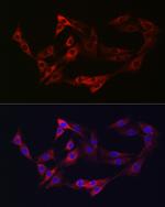 Neuropilin 2 Antibody in Immunocytochemistry (ICC/IF)