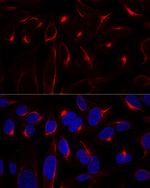 Vimentin Antibody in Immunocytochemistry (ICC/IF)