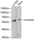 Vimentin Antibody in Western Blot (WB)