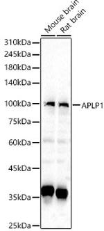 APLP1 Antibody in Western Blot (WB)