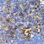 SHP2 Antibody in Immunohistochemistry (Paraffin) (IHC (P))