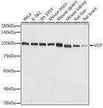 VCP Antibody in Western Blot (WB)