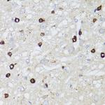 Aquaporin 0 Antibody in Immunohistochemistry (Paraffin) (IHC (P))