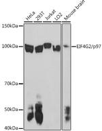 DAP5 Antibody in Western Blot (WB)