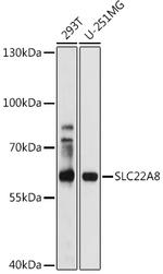 SLC22A8 Antibody in Western Blot (WB)