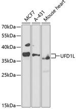 UFD1L Antibody in Western Blot (WB)