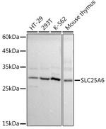 SLC25A6 Antibody in Western Blot (WB)