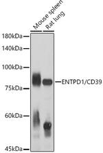 CD39 Antibody in Western Blot (WB)