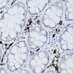 UBE2L6 Antibody in Immunohistochemistry (Paraffin) (IHC (P))