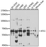 ATL1 Antibody in Western Blot (WB)