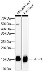 FABP1 Antibody in Western Blot (WB)