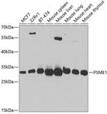 PSME1 Antibody in Western Blot (WB)