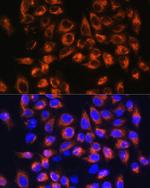 C7 Antibody in Immunocytochemistry (ICC/IF)