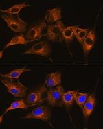 C7 Antibody in Immunocytochemistry (ICC/IF)