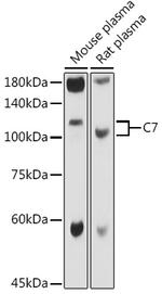 C7 Antibody in Western Blot (WB)