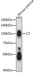 C7 Antibody in Western Blot (WB)