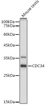 CDC34 Antibody in Western Blot (WB)