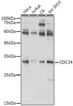 CDC34 Antibody in Western Blot (WB)