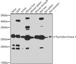 TK1 Antibody in Western Blot (WB)