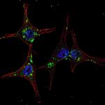 HRD1 Antibody in Immunocytochemistry (ICC/IF)