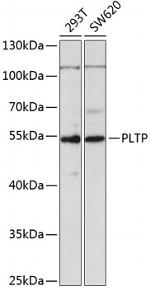 PLTP Antibody in Western Blot (WB)