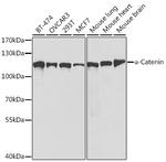 alpha Catenin Antibody in Western Blot (WB)