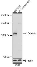 alpha Catenin Antibody in Western Blot (WB)