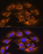 CD13 Antibody in Immunocytochemistry (ICC/IF)