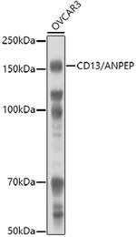 CD13 Antibody in Western Blot (WB)